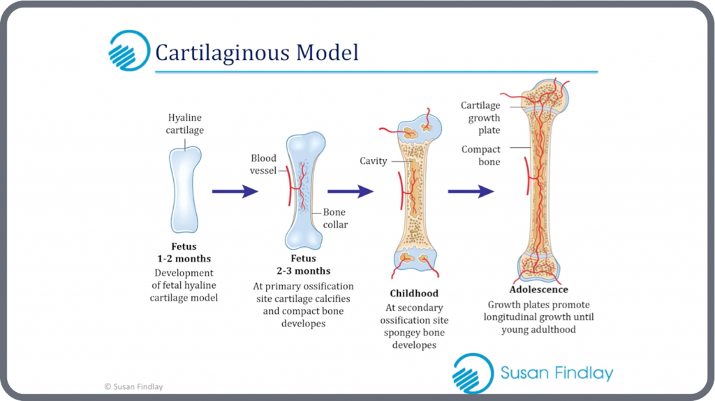 A&P: The Skeletal System - NLSSM - Massage Therapy Webinars